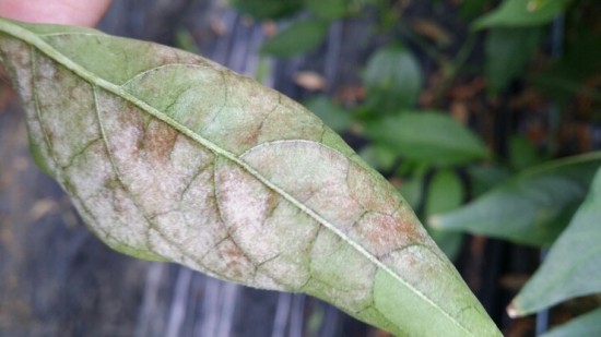 고추병충해 종류 사진 방재, 역병 탄저병 바이러스병 풋마름병