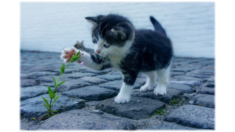 나에게 맞는 동물병원