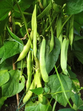강낭콩 재배 파종 간격 잡초 억제 멀칭 요령_7
