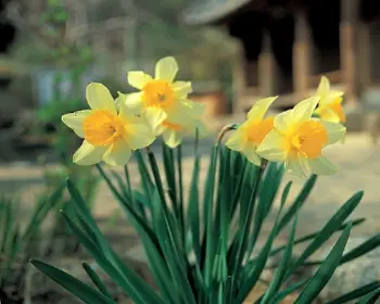 서산 유기방 가옥 수선화 축제_4