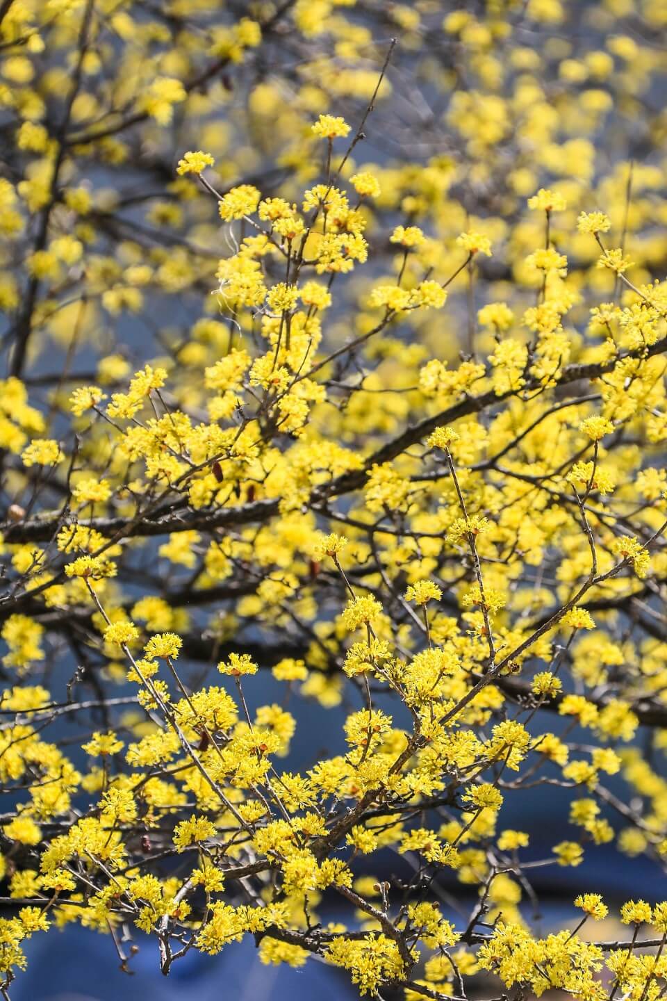 전남 구례 산수유꽃 축제