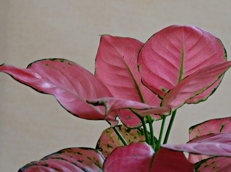 아글라오네마-출처픽사베이