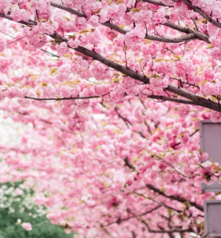 일본 벚꽃 여행 추천지