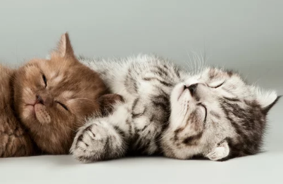 스코티시 폴드/출처:어도비스톡