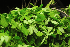 호로파씨효능02