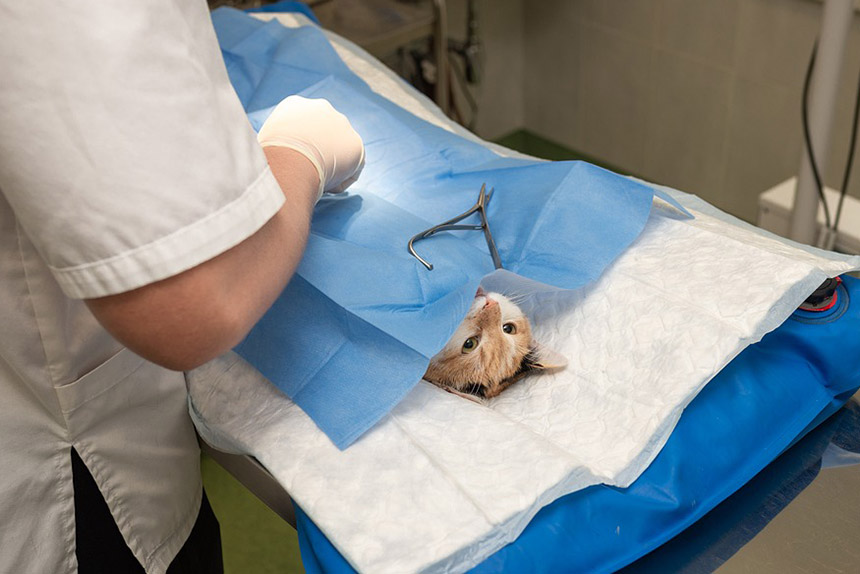 고양이-중성화-수술