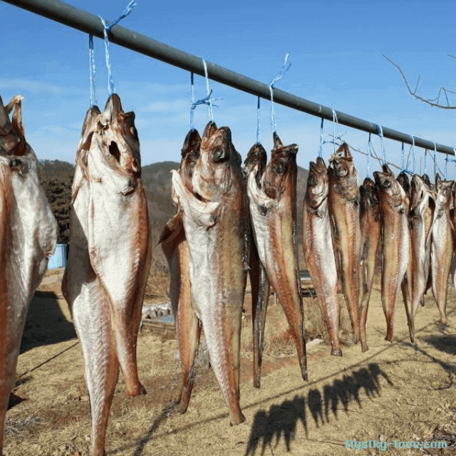 겨울철 입맛 돋우고 면역력 강화해 주는 코다리
