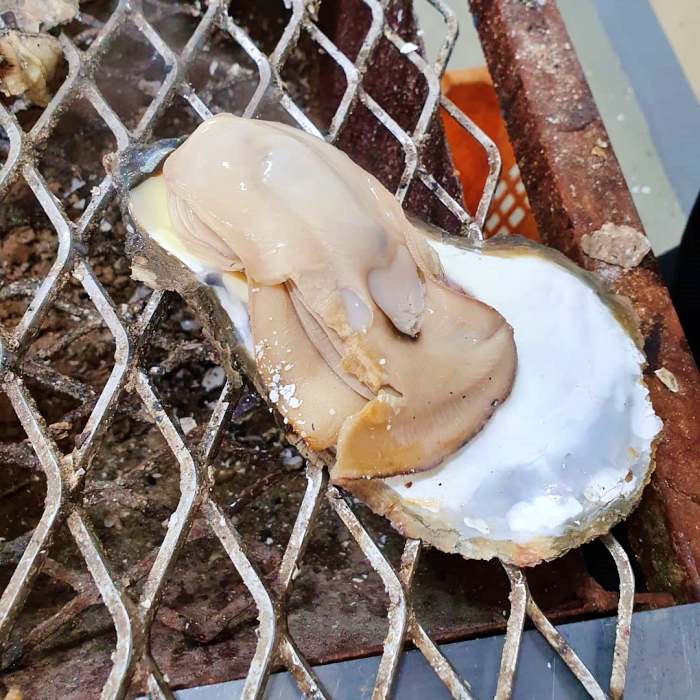 생방송오늘저녁 섬진강 하동 벚굴 구이 강굴 벚굴찜 벚굴전 벚굴죽 재첩국 재첩회무침 맛집 추천