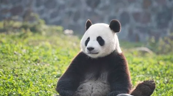 쌍둥이판다와 푸바오의 아빠 : 러바오