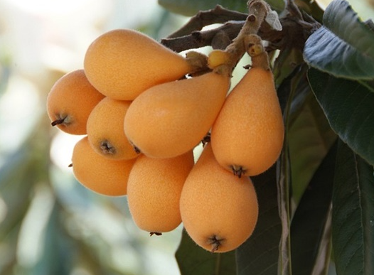 비파열매 맛 효능 부작용 씨앗 수확 시기 담금주 먹는법 보관 방법 총정리1