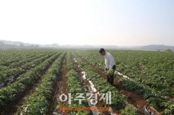 감자 재배 심는간격 상토 선택 배수 관리_11