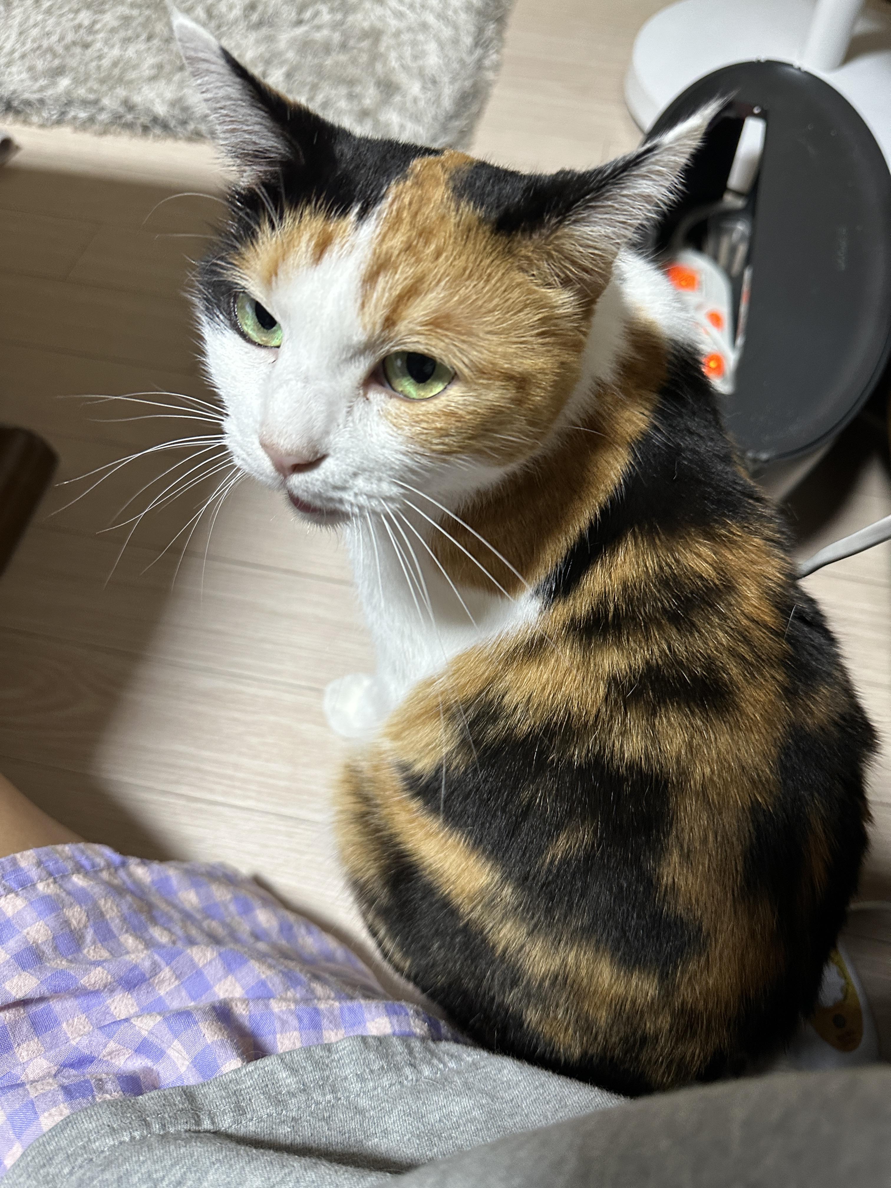 엄마를_돌아보며_수다스러운_고양이_요미