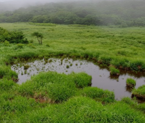 '피톤치드' 걷기좋은 휴양림 BEST 8곳
