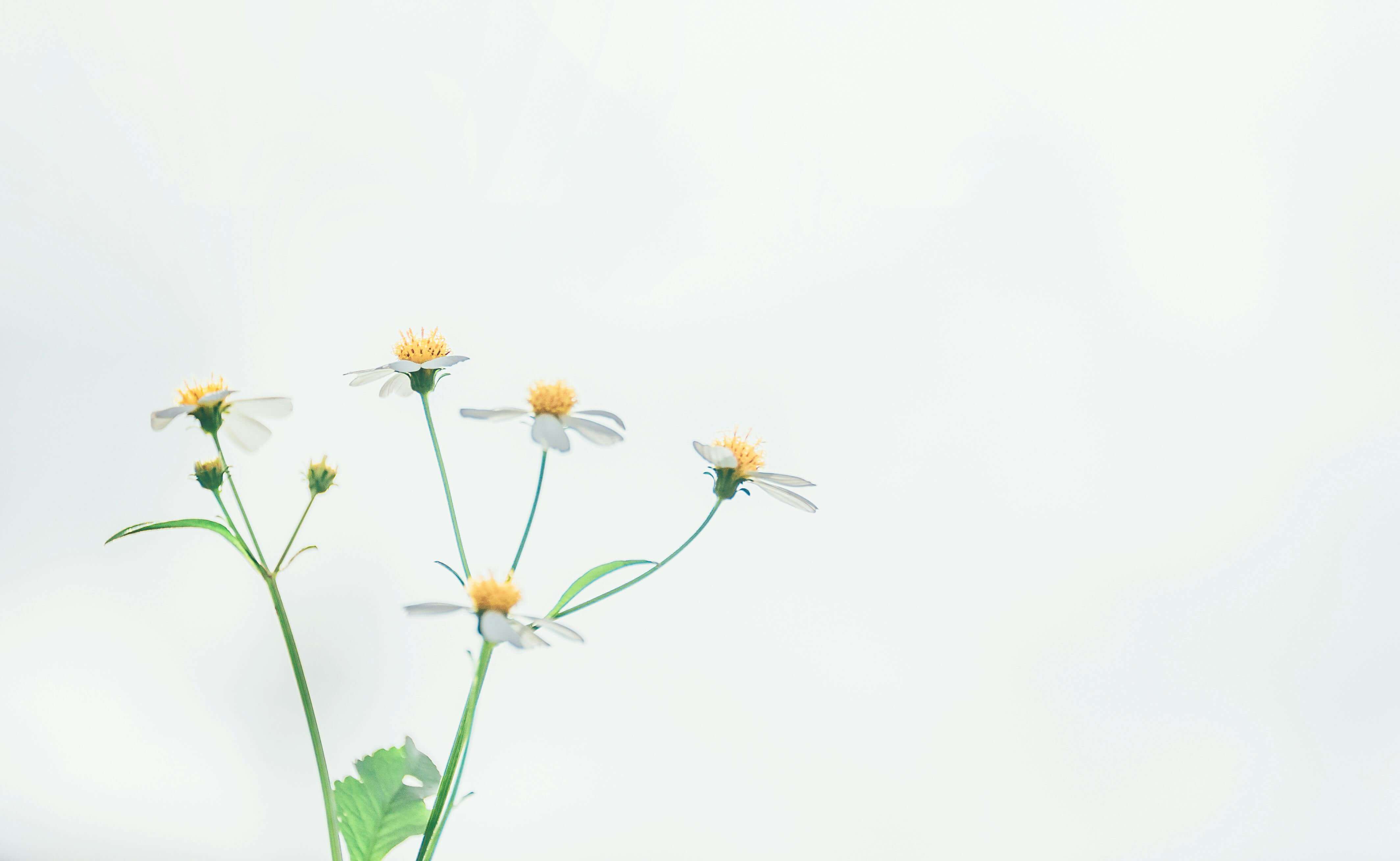 캐모마일차의-효능,부작용,칼로리,카페인-총정리