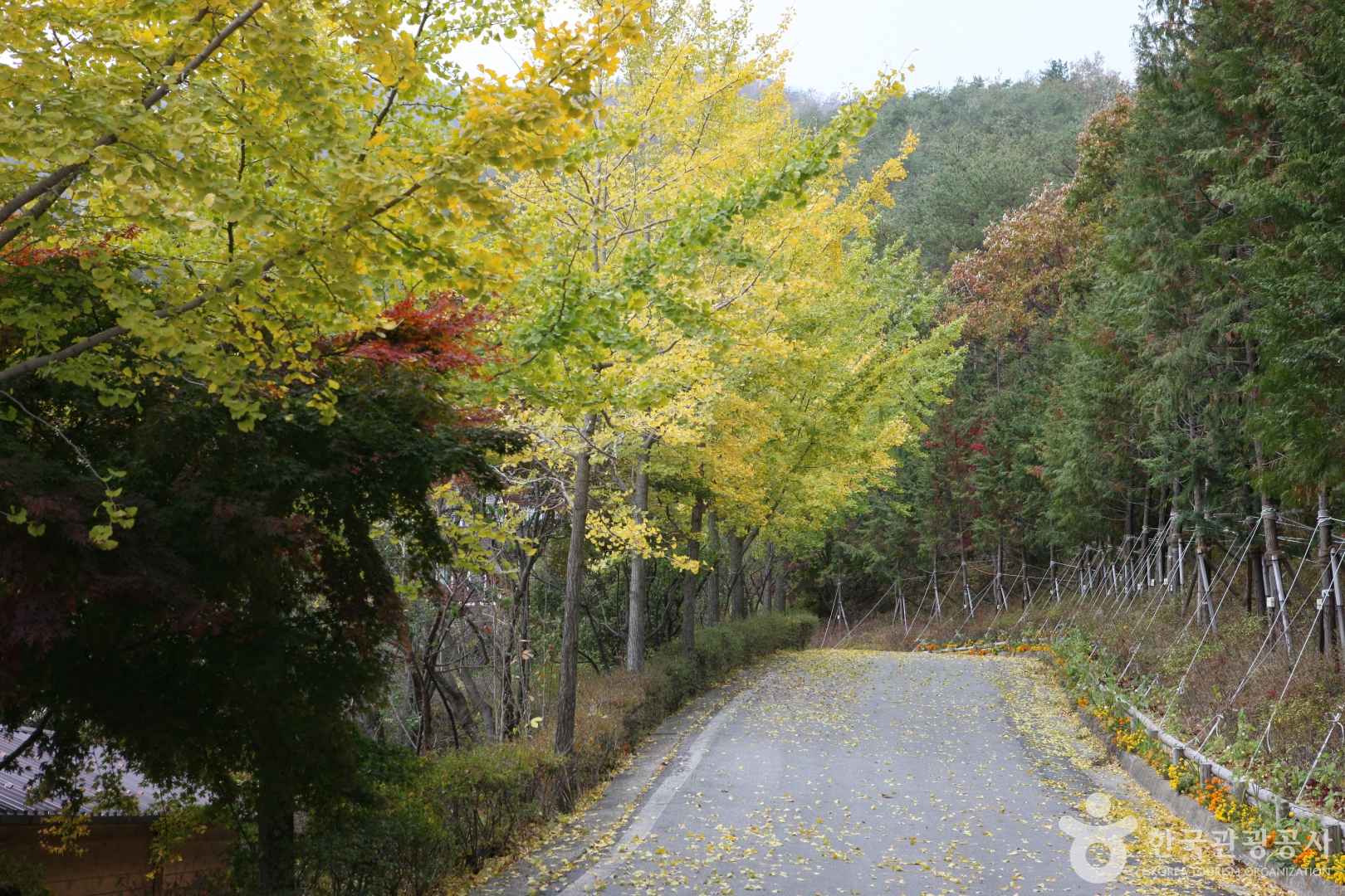 제암산자연휴양림
