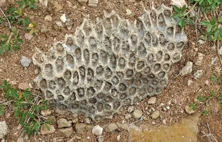 포실코랄(화석산호)