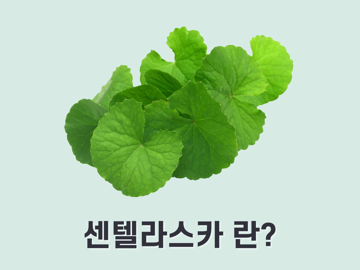 센텔라스카 란
