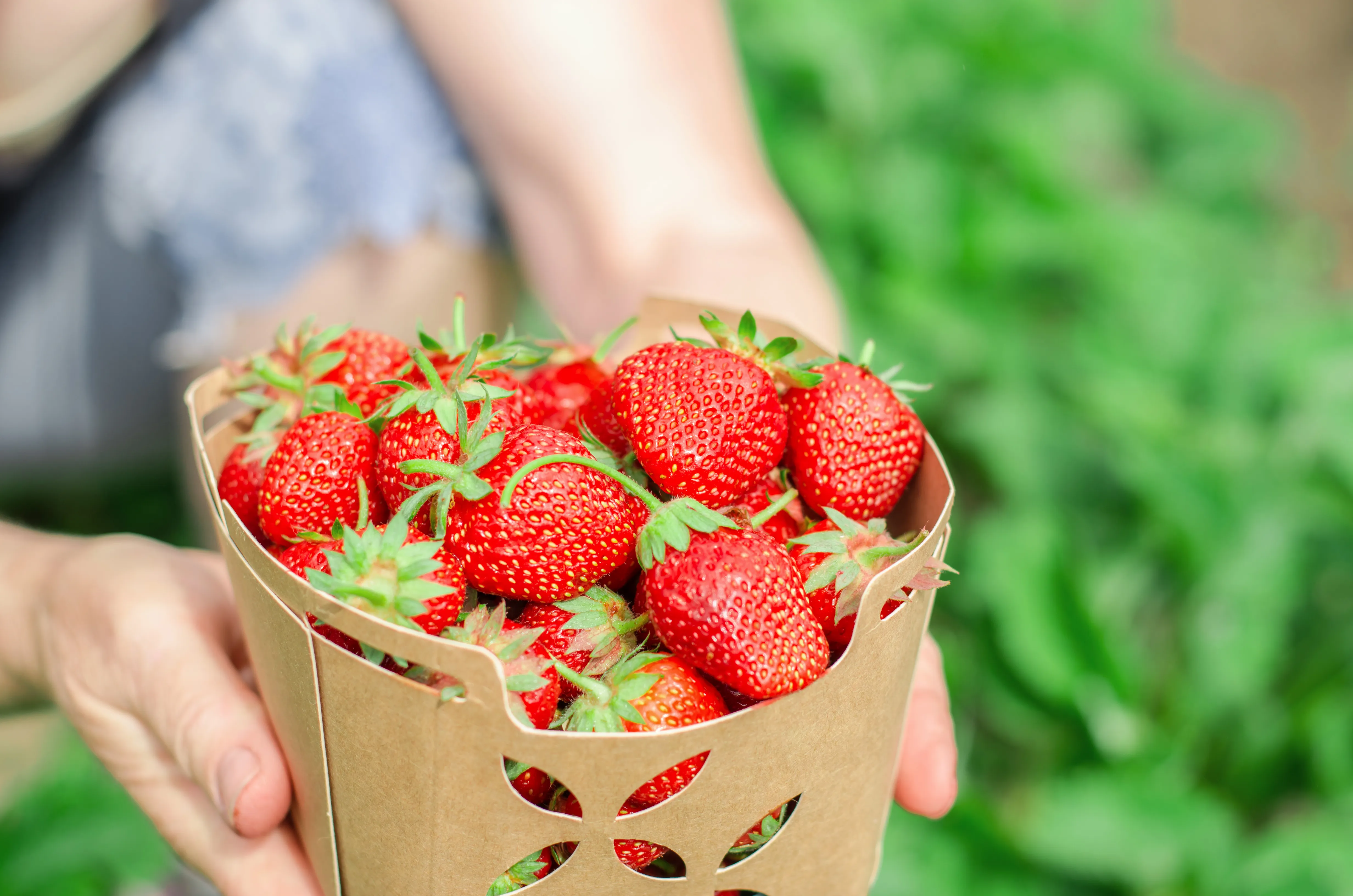 라이코펜이-풍부한-딸기