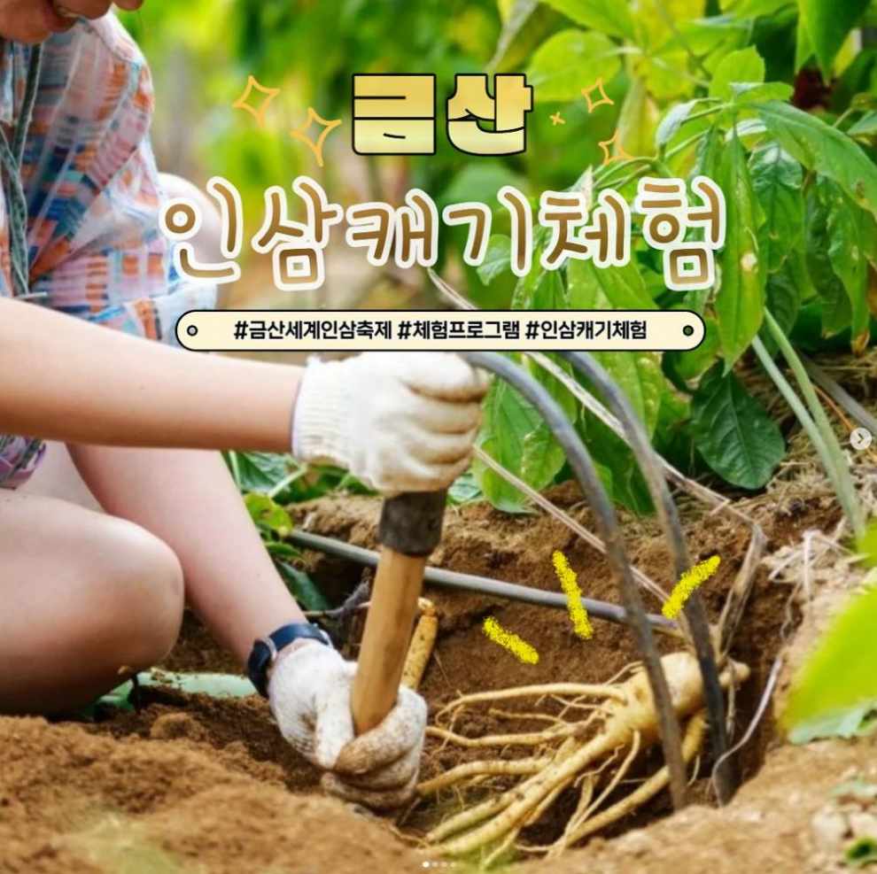 금산세계인삼축제