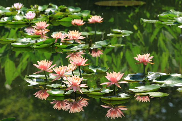 봄꽃구경 가볼만한 곳