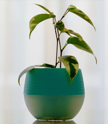 초보자도 쉽게 하는 식물 번식법