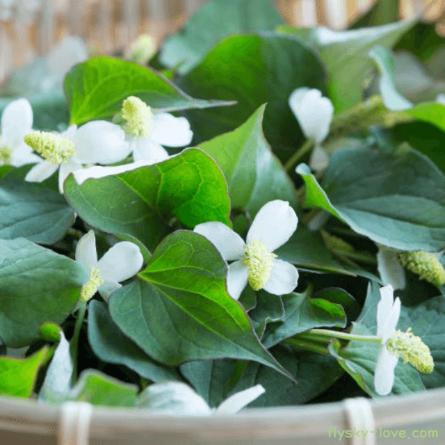 기관지에 좋은 어성초