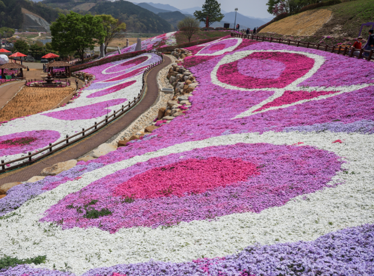 [4월~ 5월 축제]산청 꽃잔디 축제 &amp; 철쭉❘꽃잔디, 철쭉 개화 상황, 생초국제조각공원의 모습