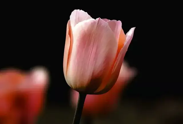 식물이름 찾기