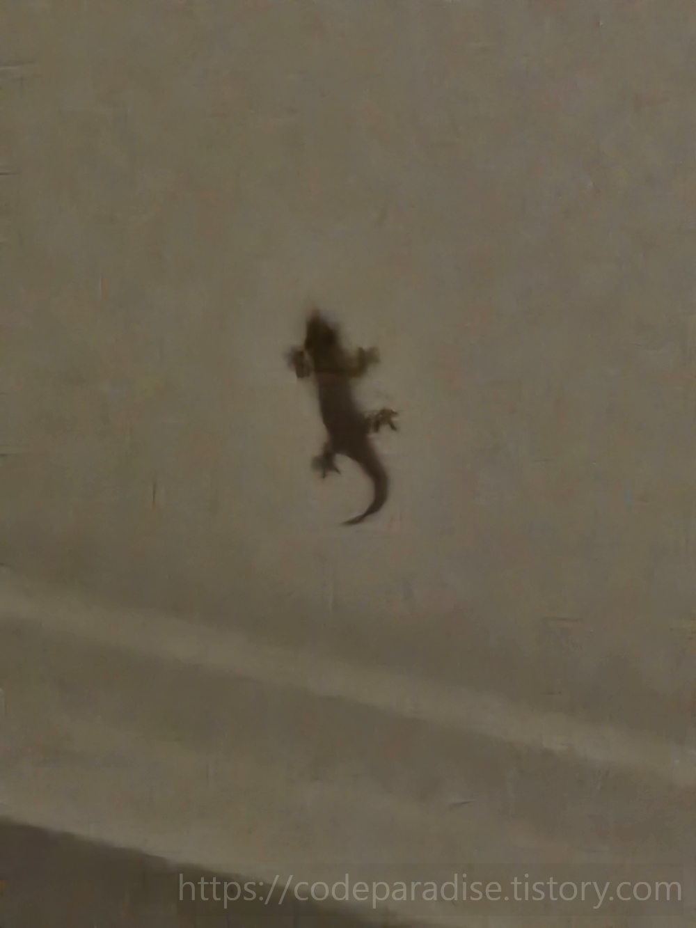 호텔 내부 도마뱀 사진