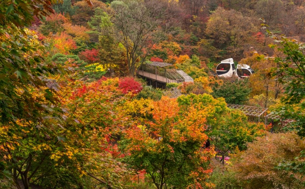 화담숲 단풍시기 2024