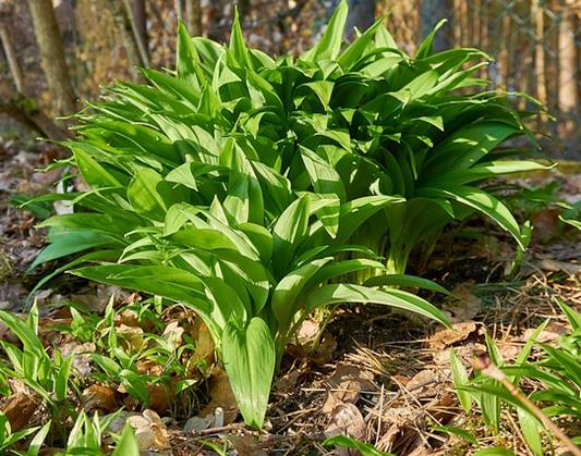 명이나물 효능 및 먹는 법, 명이나물 장아찌 담그기