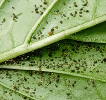 고추 진딧물 제거8