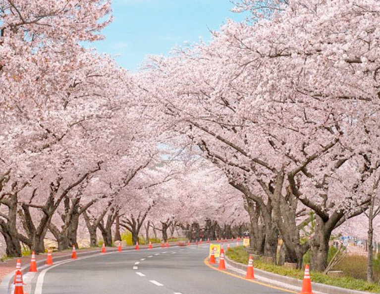 경주의 벚꽃 길