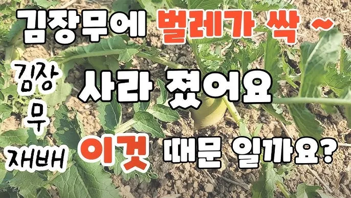 김장무 웃거름 주기 비료주는 시기와 방법을 안내_2
