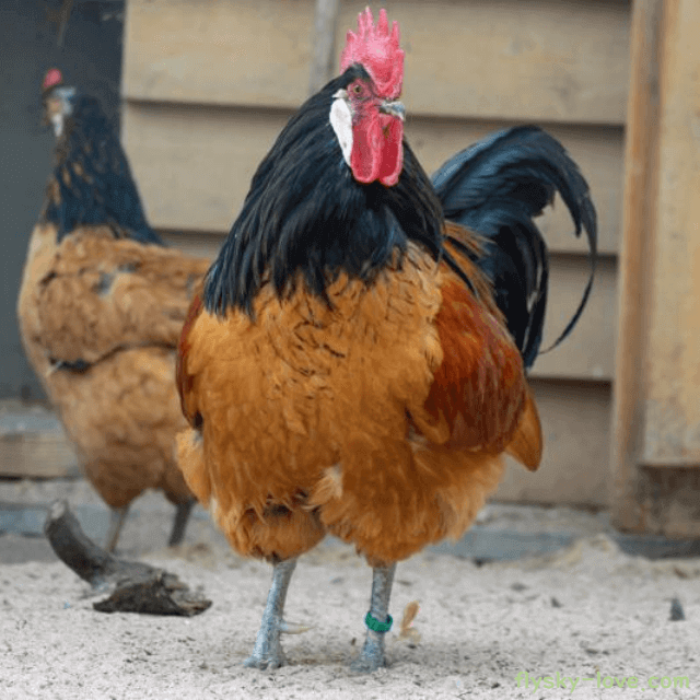 토종닭 고르는 법