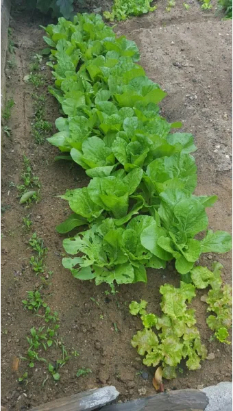 가을 텃밭 작물 추천 상추 열무 시금치 쌈채소 재배법_6