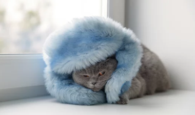 고양이 감기/출처:어도비스톡