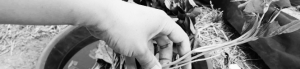 고구마 캐는 시기: 9월 말 ~ 10월 중순