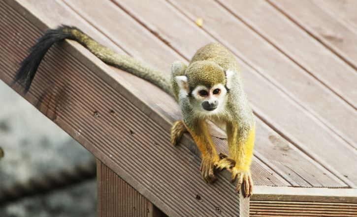 서울대공원 동물원