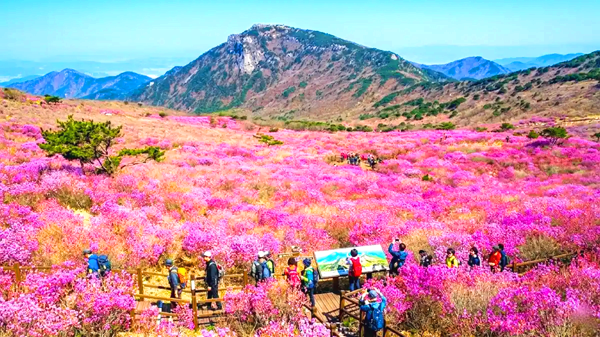 비슬산 참꽃문화제
