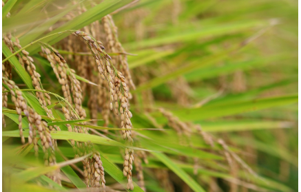 사계절 한국인의 생활 이야기 음식·주거·의복과 풍습