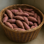 고구마 보관하는법