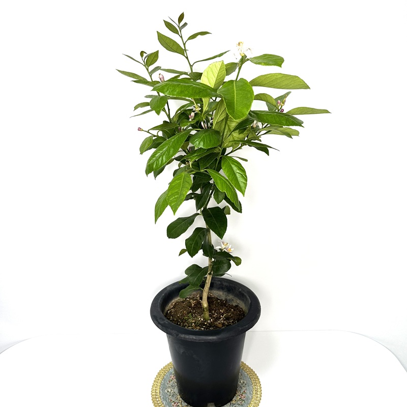 레몬나무 키우기 묘목 판매