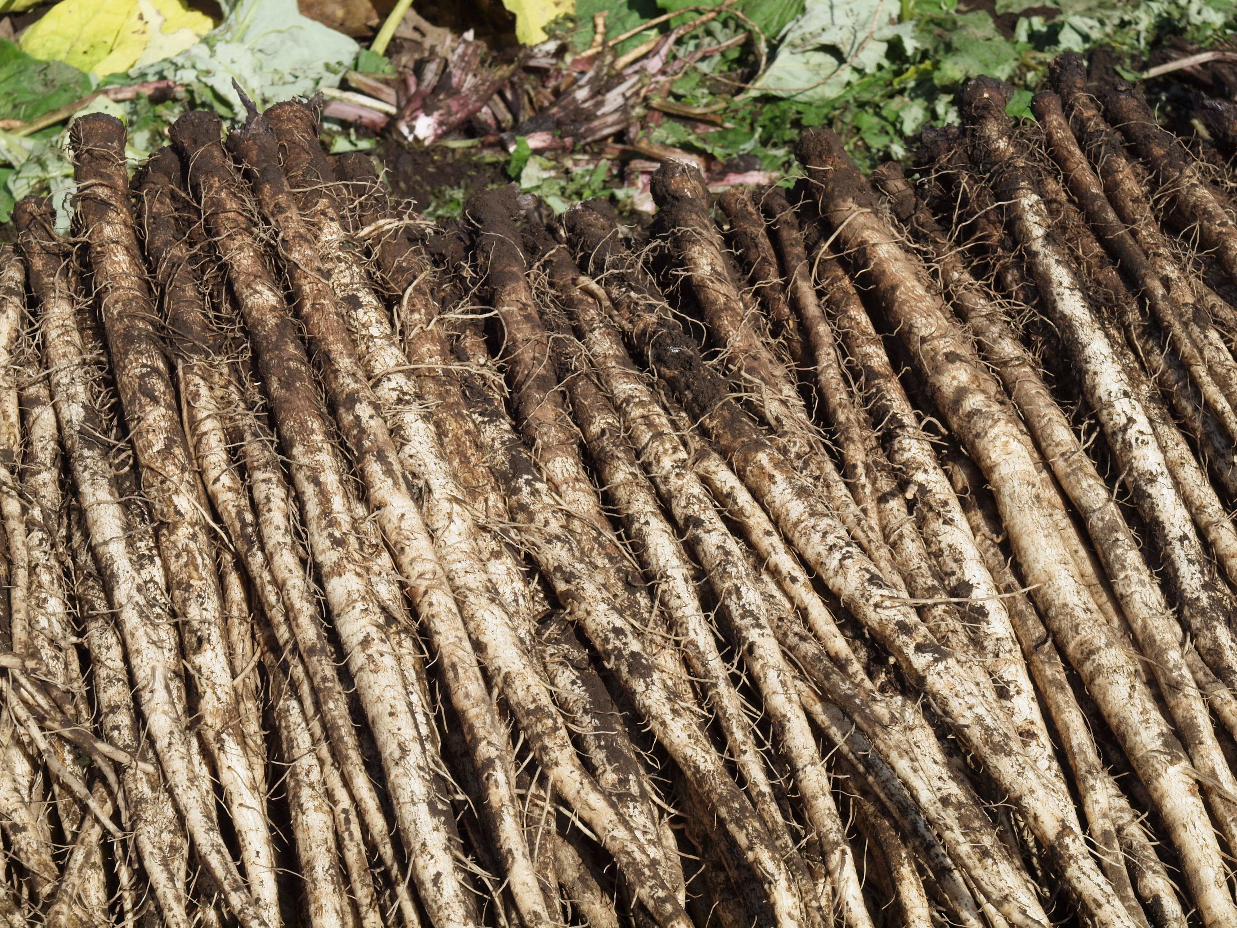 우엉 효능 부작용