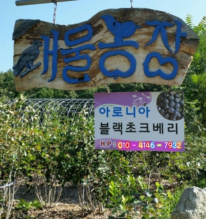 생방송오늘저녁 [새참줍쇼 아로니아, 아로니아 분말, 블랙초크베리, 삼복꿀수박, 프리지아 꽃 농원]