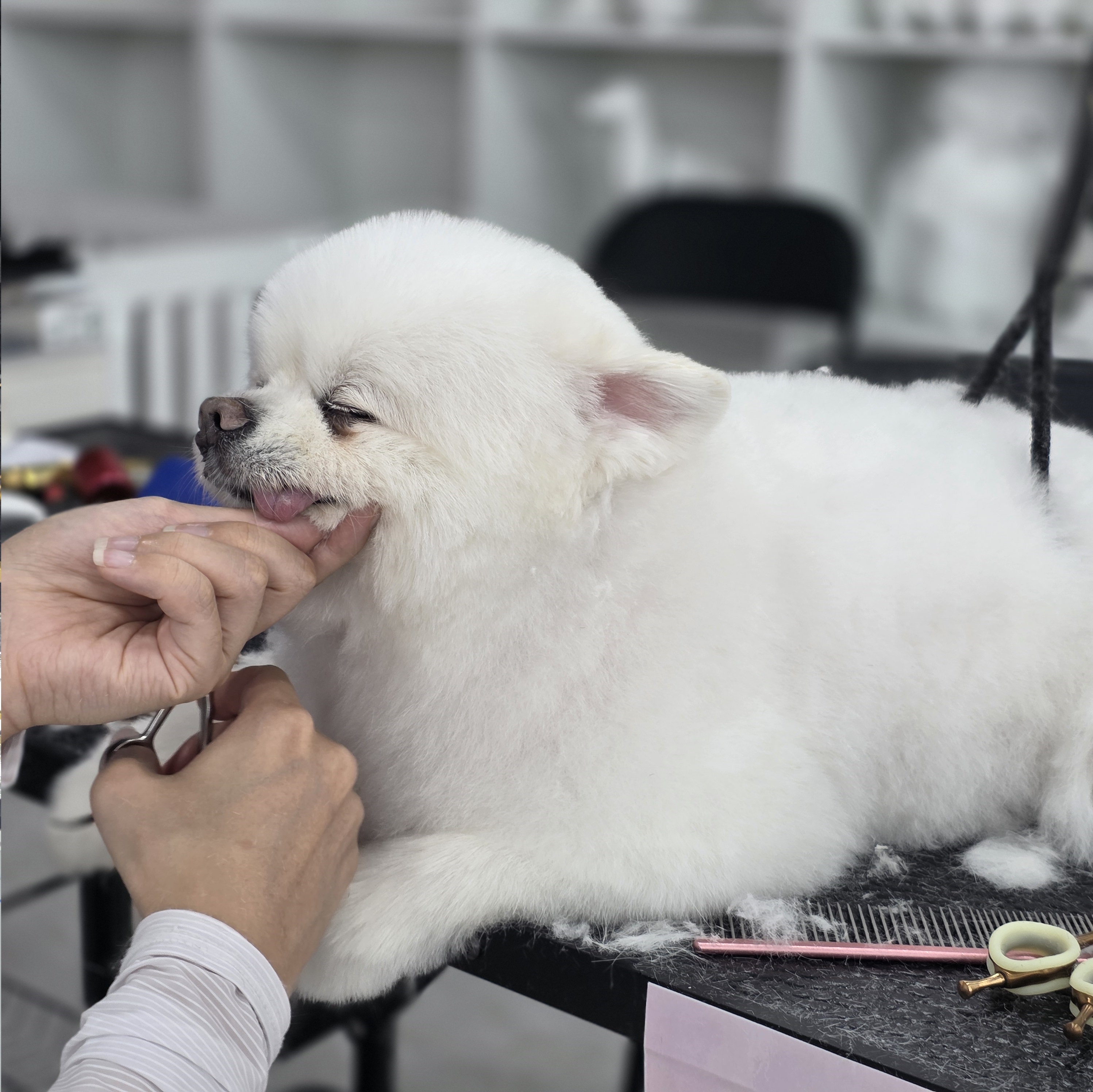 구리강아지미용학원국비