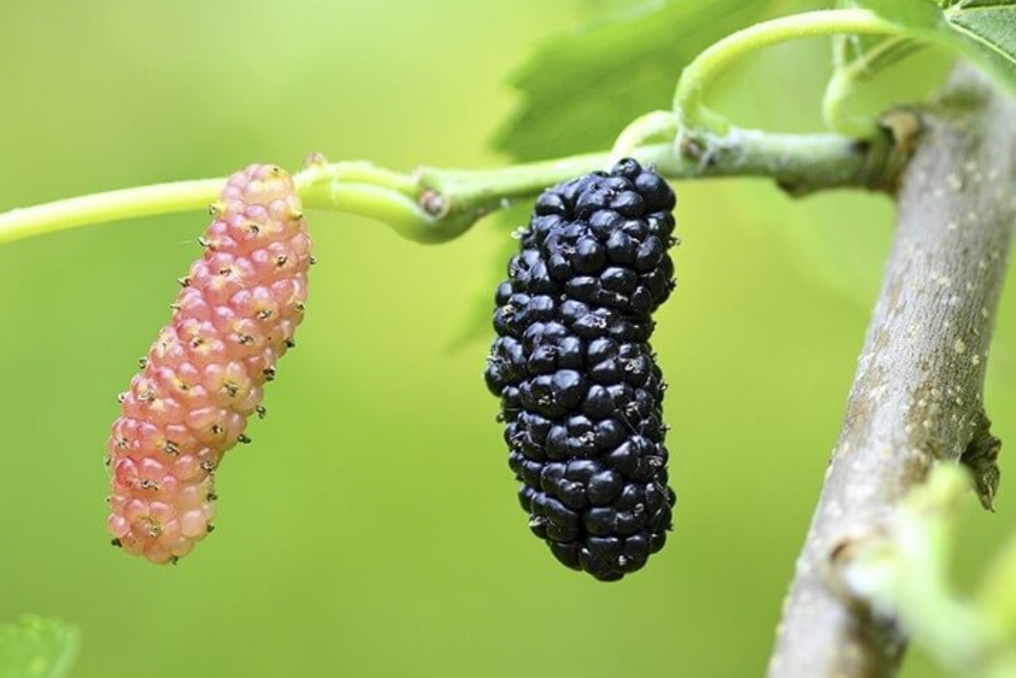 오디 효능 총정리: 항산화부터 혈당 조절까지