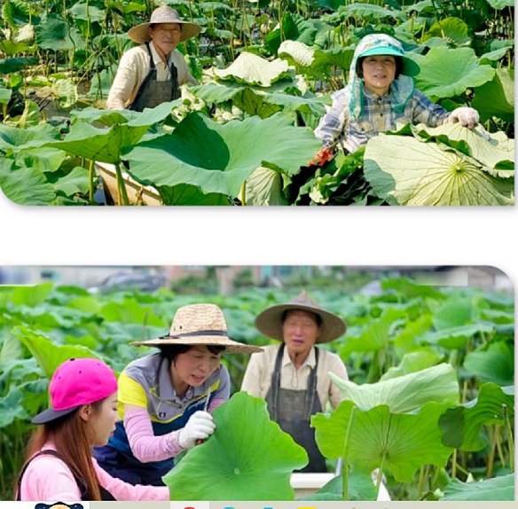 한국인의-밥상-부안-연잎-연잎밥