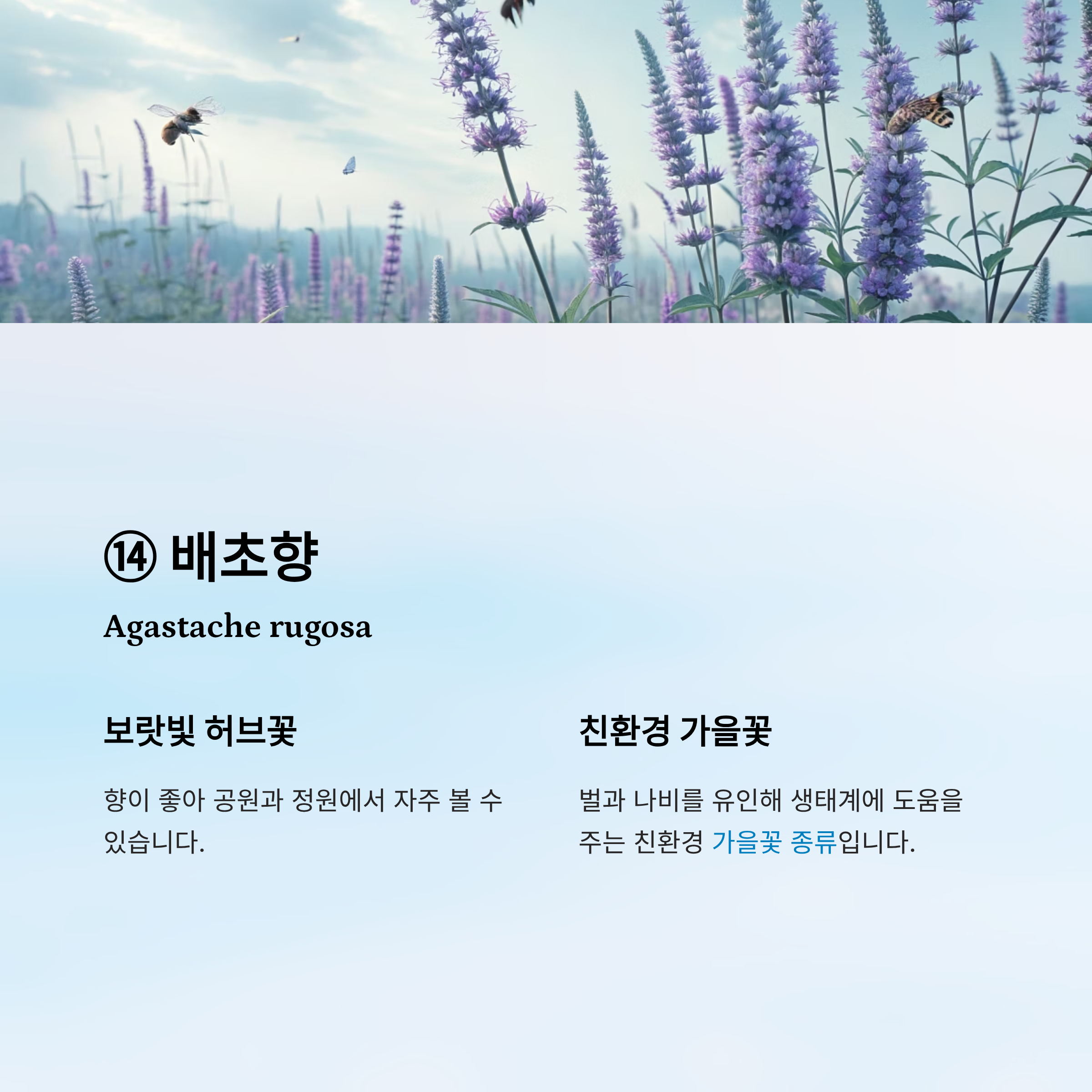 가을꽃 종류 알아보기