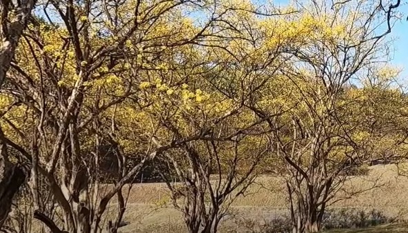 3월 4월 봄꽃 여행지 추천 - 이천 산수유마을